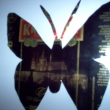 Motýl - Krušovice