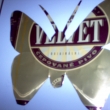 Motýl - Velvet