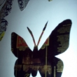 Motýl vystřižený z polechovky